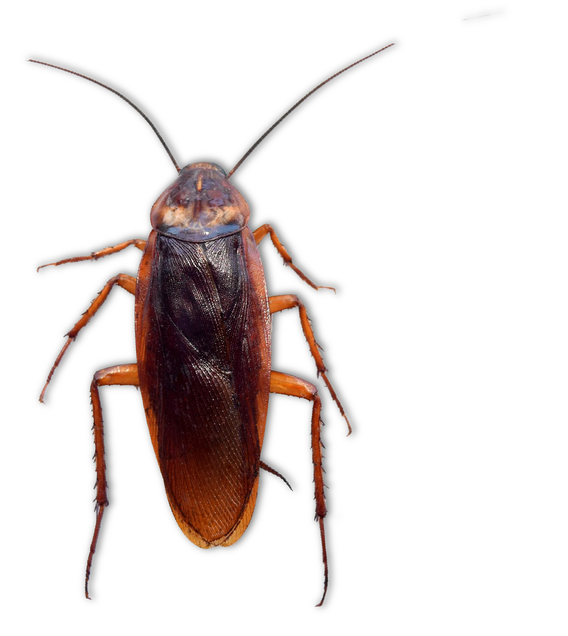 Zycor Pest control in Evansville, IN